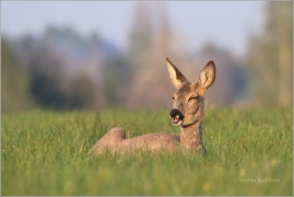 <p>SRNEC OBECNÝ (Capreolus capreolus) Šluknovsko - Jiříkov --- /European roe deer - Reh/</p>